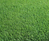 Barenbrug Zoysia Turf